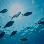 Fondo marino con peces representando la economía azul y la innovación sostenible del mar