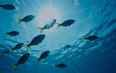 SeaValue impulsa en Gijón la innovación sostenible del mar como factor competitivo