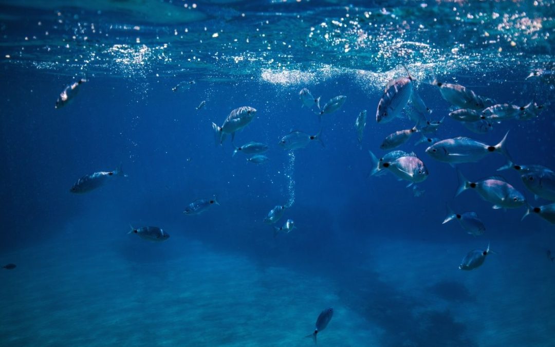 ASATA publica el estudio “ACELERAZUL: navegando hacia el emprendimiento”